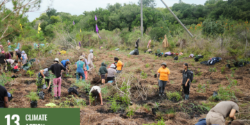 Schauenburg in partnership with Greenpop plant 960 trees in the Western Cape.